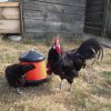 Fier le Coq !!