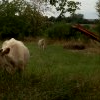 Oh la vache !!!